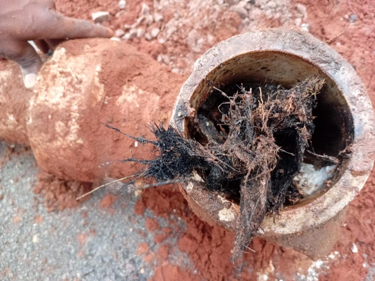 Tree roots removed from a blocked drainage pipe